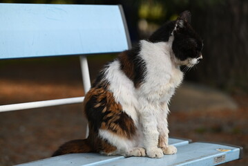 ベンチに座りこちらを見る地域猫