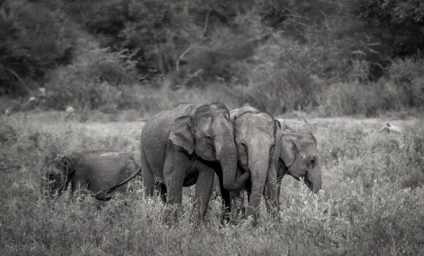 Asian Elephant Wildlife photography Sri Lanka