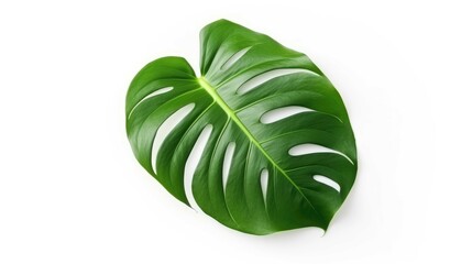 Green leaves of Monstera plant growing in wild, the tropical forest plant, evergreen vine on transparent background	
