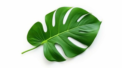Green leaves of Monstera plant growing in wild, the tropical forest plant, evergreen vine on transparent background	
