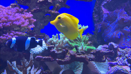 Yellow fish close-up swims in a large aquarium behind glass. Large scale oceanarium of marine life with many species of underwater sea life. Marine fish in the aquarium. High quality 4k footage