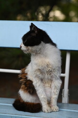 公園の水色のベンチに座る地域猫