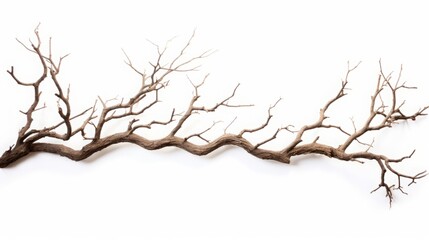 Obraz premium dry tree branch on a white background.