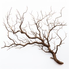 Obraz premium dry tree branch on a white background.