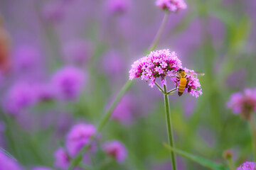 Bees are flying on flowers