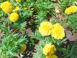 yellow marigolds in the garden