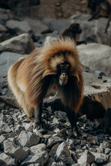 safari, a family of monkeys in nature