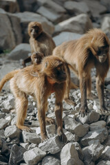 safari, a family of monkeys in nature