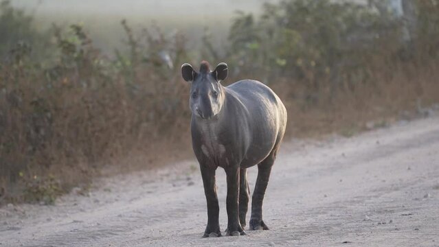 shy and elusive south american tapir, tapirus terrestris, walking on the Transpantaneira gravel road towards Porto Jofre in the biggest swamp area of the world in the eraly morning sunlight.