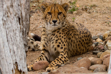 Cheetah of Africa