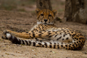 Cheetah of Africa