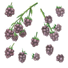A set of blackberries on a branch and separately on a white background in vintage style. Watercolor illustration. Template for packaging design, postcards, invitations, wallpaper, printing, textiles