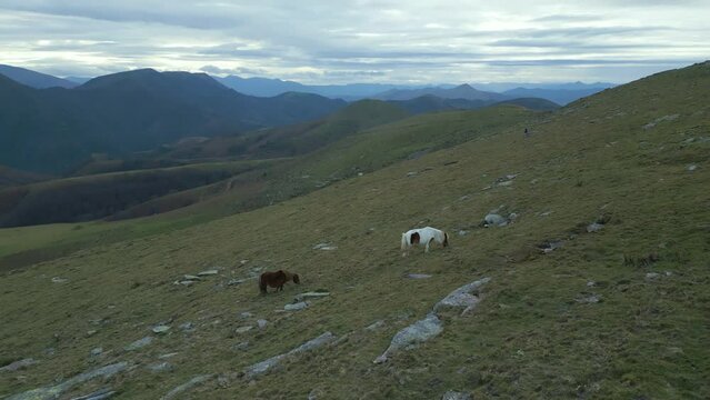 Horses in the mountain drone view