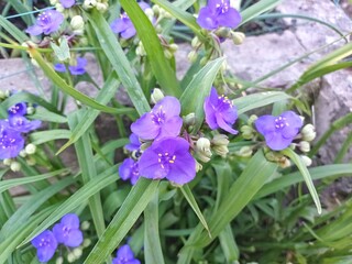 flowers of the blue tradescantia