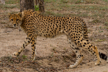 Cheetah of Africa