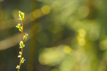 Backlit young willow leaves in spring with bokeh background.