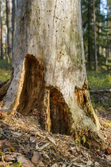 Foot of an old decaying tree,