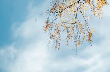 autumn leaves against blue sky