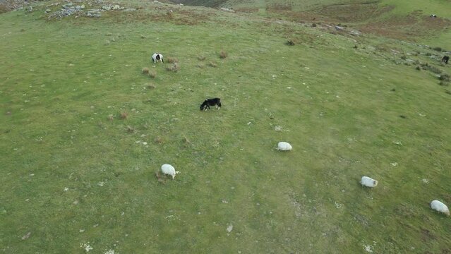 Horses in the mountain drone view