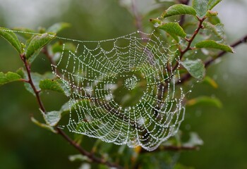 Spider's web covered in dew drops, autumn