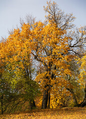 Fototapeta na wymiar Two strong young oak trees with bright yellow autumn foliage against the blue sky on a bright sunny day in Riga city park, Latvia.