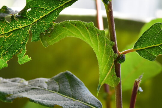 Caterpillar of Eyed Hawk Moth (Smerinthus ocellata), feeding on sallow leaves (Salix caprea) 