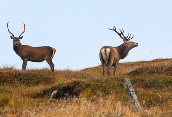 Red deer stags (Cervus elaphus), North Uist, Outer Hebrides