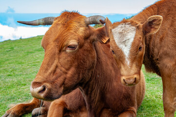 Close-up of a cow head