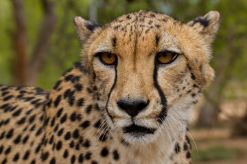 Naklejka na ściany i meble Cheetah of Africa