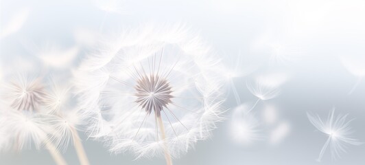 dandelion on a white background, condolence, grieving card, loss, funerals, support - obrazy, fototapety, plakaty