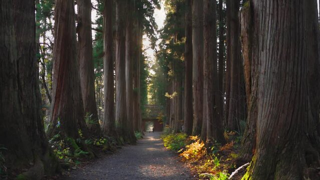 giant cedar avenue in Togakushi shrine in Japan, sun shining in misty cedar forest, spiritual landscape, Japanese shinto shrine 