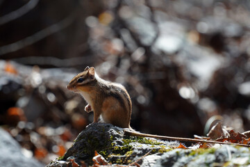 Obraz premium squirrel in the snow