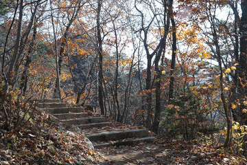 Fototapeta premium autumn in the forest
