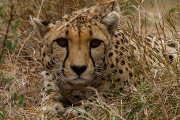 Cheetah of Africa