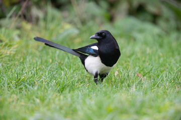 Magpie (Pica pica) in garden 