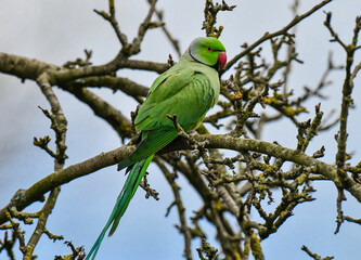Male Ring-necked Parakeet (Psittacula krameri) perched in a garden, Gloucestershire