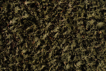 A close up of a moss covered wall