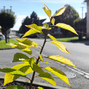 Ulmus davidiana Planch a Vibrant Plant Standing Out Against an Urban Backdrop