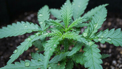 close up of the vegetative stage of cannabis after watering