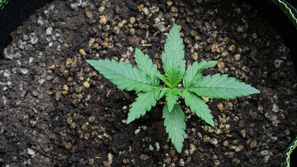 cannabis vegetative stage, development of the true leaves 