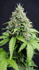 Hybrid cannabis flowering stage, dense bud