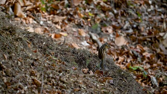 Chipmunk squirrel in the forest
