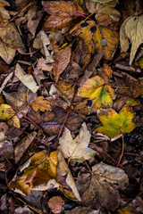  Herbstlaub