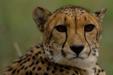 Cheetahs of Africa