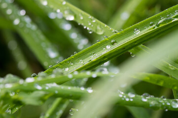 Naklejka premium Tautropfen auf Gras