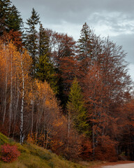 Obraz premium Autumn forest in the morning