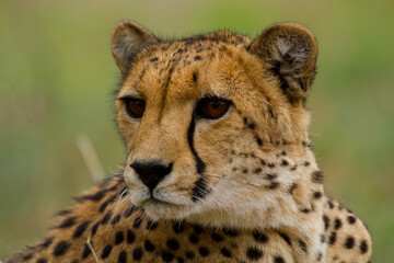 Cheetahs of Africa
