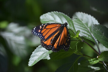 Wings Open on a Viceroy Butterfly