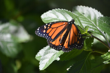 Lovely Colorful Viceroy Butterfly in Aruba