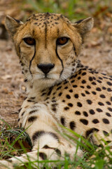 Cheetahs of Africa